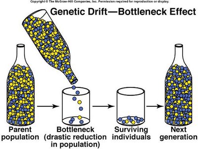 Elephant seals as an example of bottleneck effect