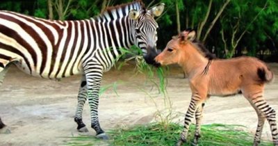 Map showing hybrid zone between fire-bellied and yellow-bellied toads