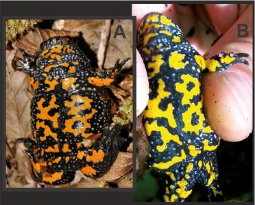 Diagram showing possible outcomes of hybrid zones: reinforcement, fusion, stability