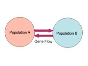 Diagram showing gene flow between two populations
