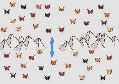 Butterfly populations separated by a geographic barrier with gene flow indicated