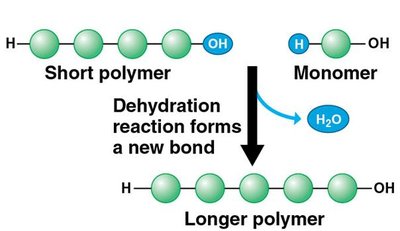 Dehydration reaction forming a polymer