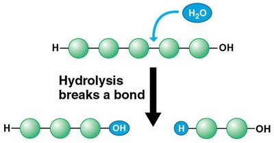 Hydrolysis breaking a polymer