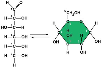 Linear and ring structures of glucose
