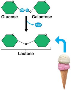 Formation of lactose from glucose and galactose