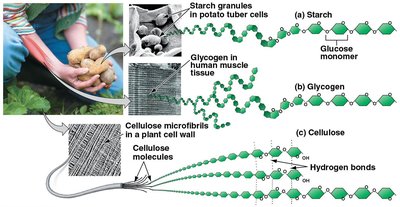 Starch, glycogen, and cellulose structures