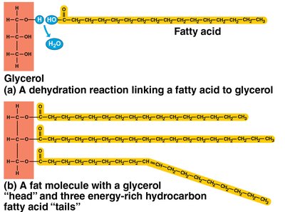 Synthesis and structure of a triglyceride