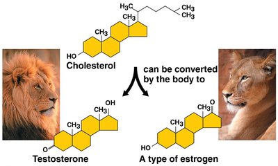 Examples of steroids: cholesterol, testosterone, estrogen