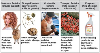 Major types of proteins and their functions