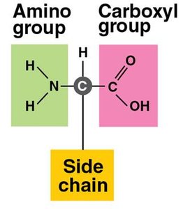 General structure of an amino acid