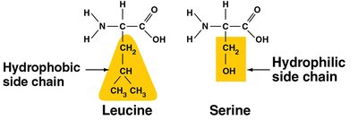 Examples of amino acids with different side chains