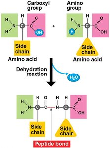 Joining amino acids by dehydration reaction