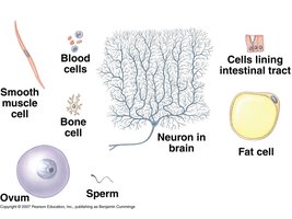 Examples of specialized eukaryotic cells