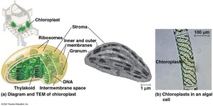 Structure of chloroplasts and their location in algal cells