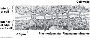Plasmodesmata connecting adjacent plant cells