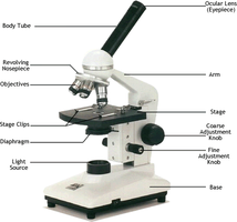 Parts of a light microscope