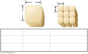 Surface area to volume ratio comparison