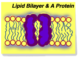 Lipid bilayer and protein