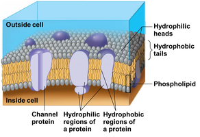 Phospholipid bilayer structure