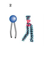 Phospholipid molecule
