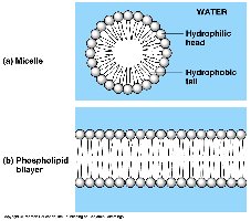 Phospholipid head and tail