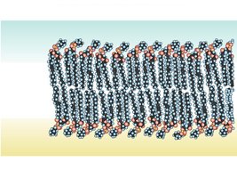 Phospholipid bilayer arrangement