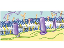 Cell membrane with proteins and cholesterol