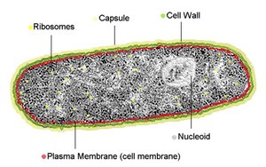 Prokaryotic cell structure