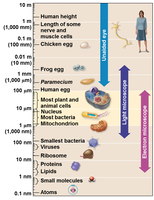 Microscope scale and types
