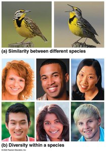 Similarity between different species and diversity within a species