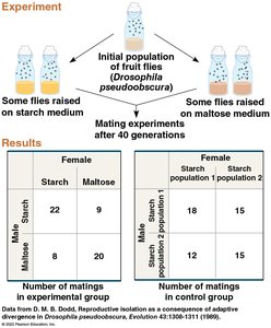 Example of allopatric speciation in shrimp