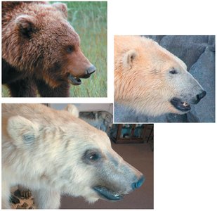 Hybridization between bear species