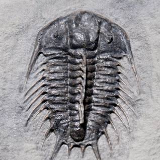 Fossil specimen used in morphological species concept