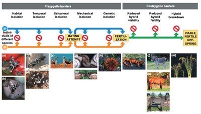 Overview of reproductive barriers