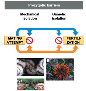 Mechanical and gametic isolation examples