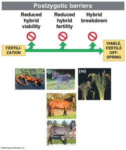 Examples of postzygotic barriers
