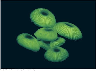 Bioluminescent organisms