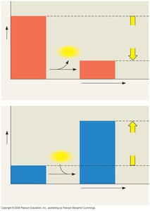 Exergonic and endergonic reactions