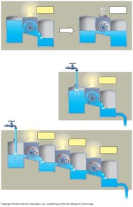 Hydroelectric system analogy for metabolism