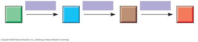 Metabolic pathway diagram