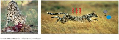 Cheetah demonstrating energy transfer and heat loss