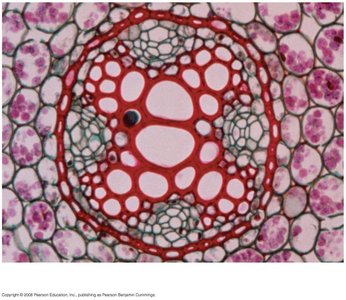 Microscopic image of cellular structure