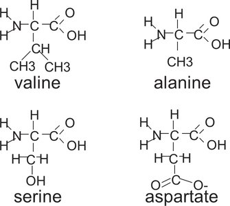 Amino acid structures: valine, alanine, serine, aspartate