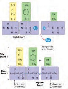 Peptide bond formation between amino acids
