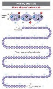 Primary structure: linear chain of amino acids