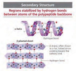 Secondary structure: alpha helix and beta pleated sheet