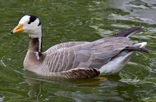 Bar-headed goose