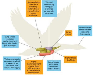 Physiological adaptations in bar-headed geese