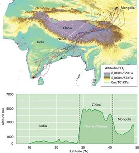 Migration routes and altitude profile of bar-headed geese
