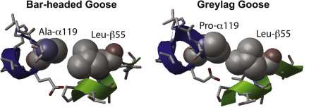 Hemoglobin structure comparison between bar-headed and greylag geese